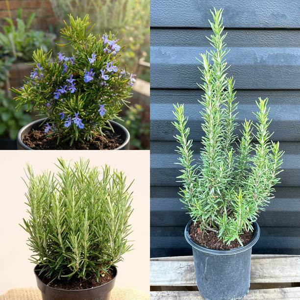MSPMAKE Rosemary Herb Plant