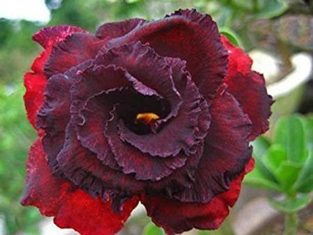 Anusha Enterprise Adenium Plant