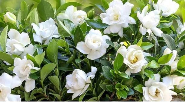 YourPlant Jasmine Plant