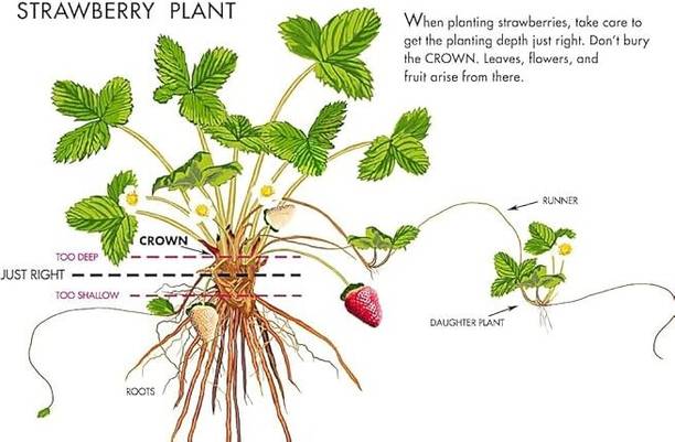 RKFLOWRS Strawberry Plant