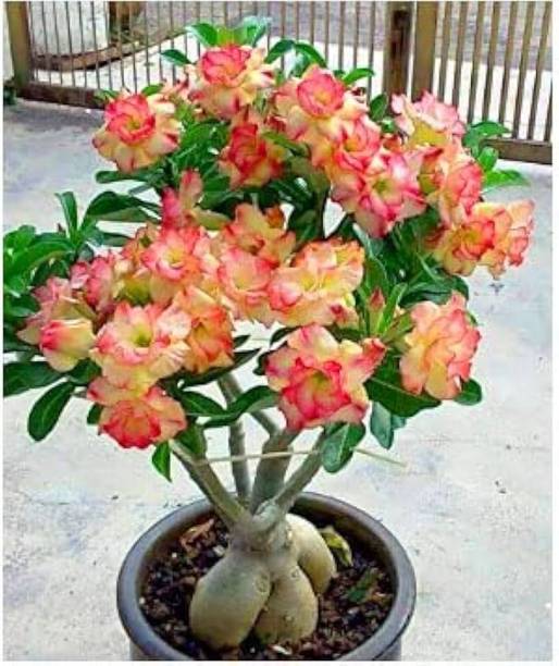Cloud Farm Adenium Plant