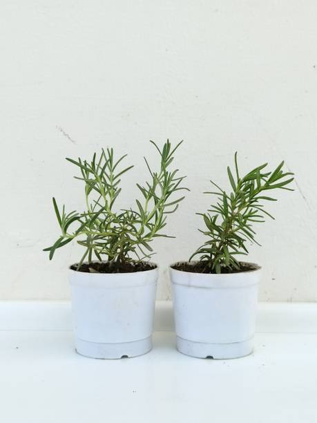 Cloud Farm Rosemary Plant