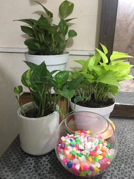 BloomShadow Money Plant