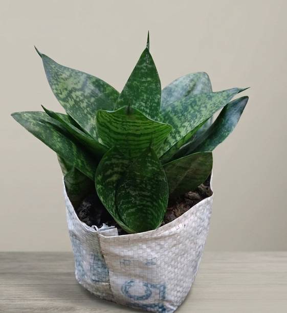 IVASCO Snake Plant
