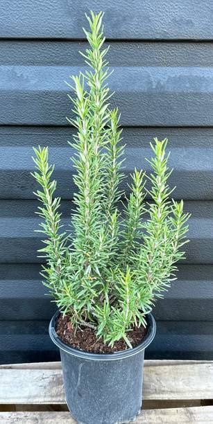 Dutta Rosemary Herb Plant, Rosemary Plant