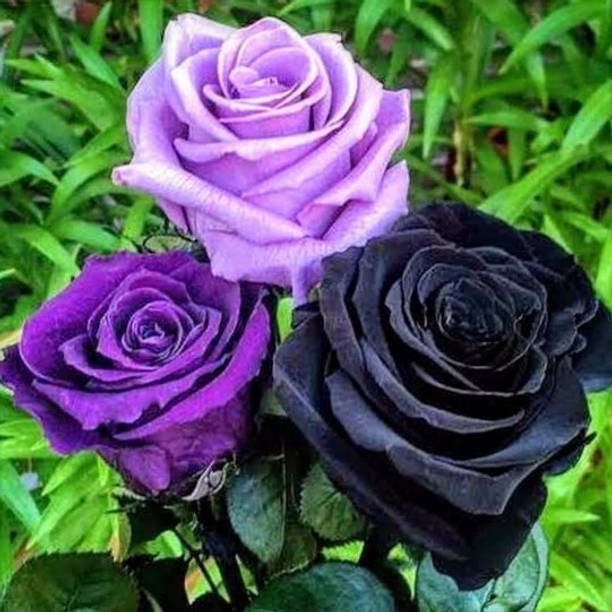 Greenearth Rose Plant