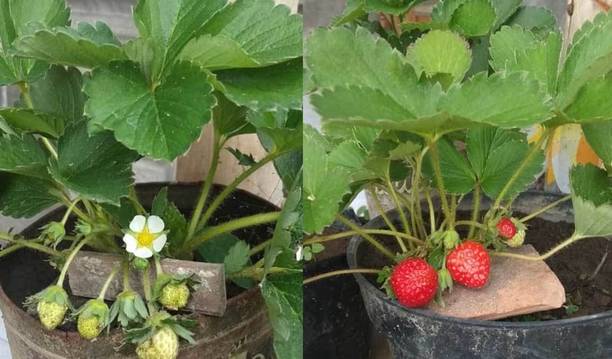 Barnaby Strawberry Plant