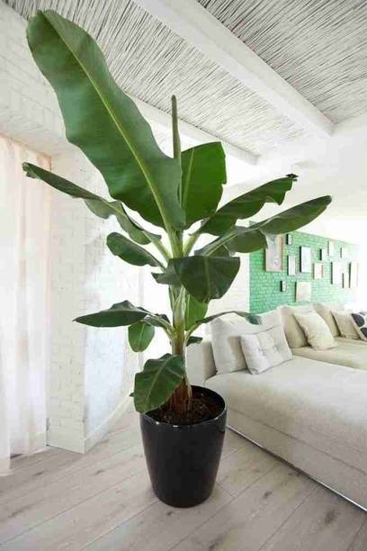 Natural needs Banana Plant