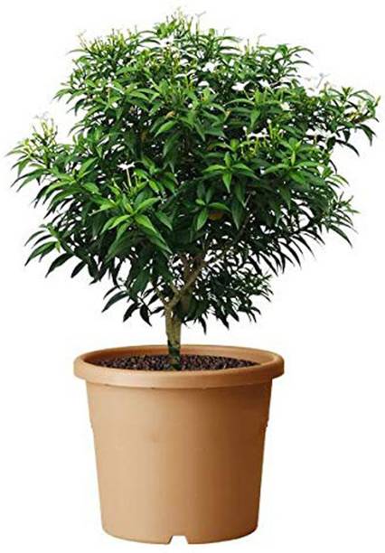 Aquinnah Jasmine Plant