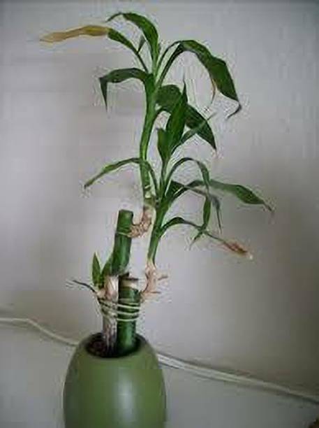 cloudMart Two Layer Bamboo Plant