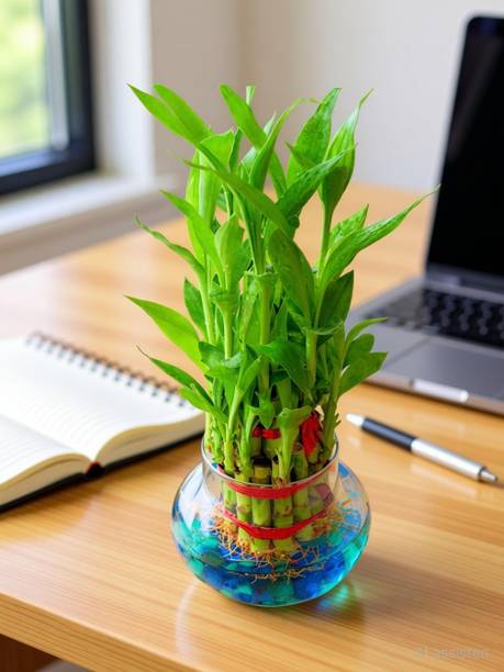 NiMoj Two Layer Bamboo Plant, Lucky Bamboo Straight Stick