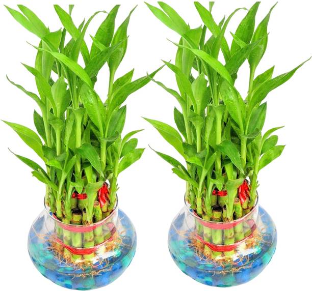 NiMoj Two Layer Bamboo Plant, Lucky Bamboo Straight Stick