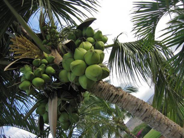 BHUSAN Coconut Plant