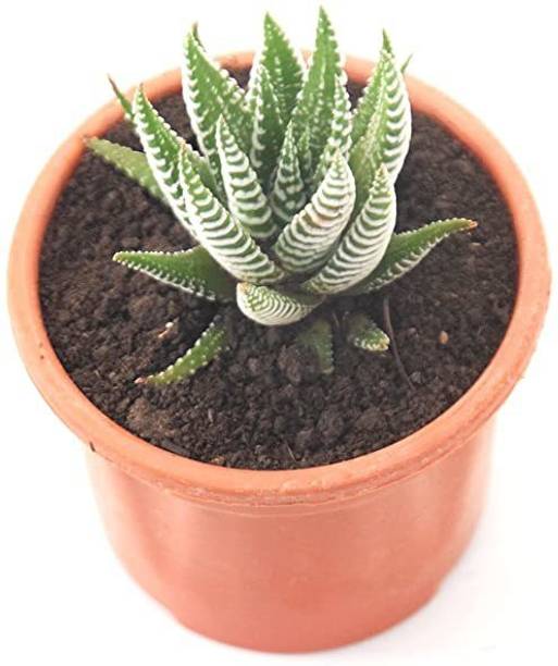 India Gardening Bunny Ear Cactus