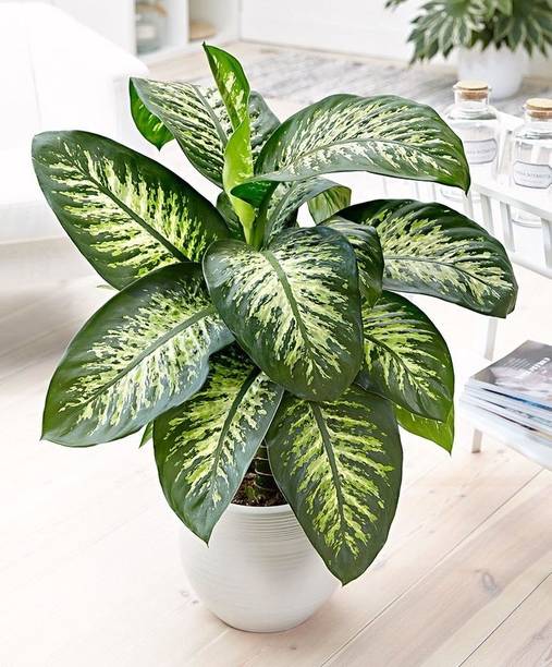 seguine Dieffenbachia Plant