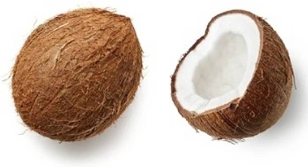 ALOCHUZ Coconut Plant