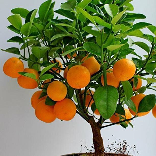 Cloud Farm Orange Plant
