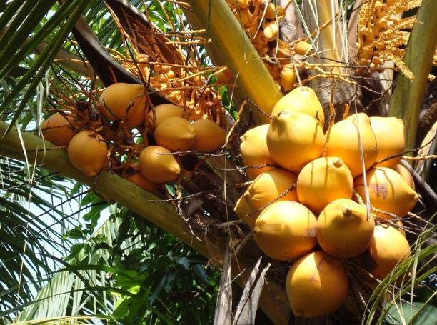 SinaliTraders Coconut Plant