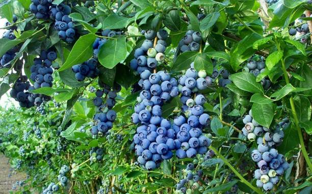 Cloud Farm Berry Plant