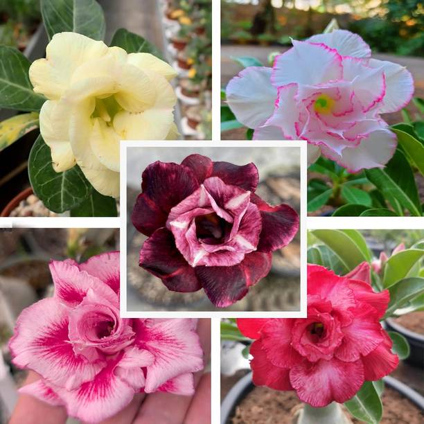 GreenyOn Adenium Plant