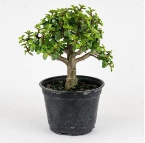 JESAA GREENS Jade Plant