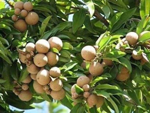 KUMUBON Chiku Plant