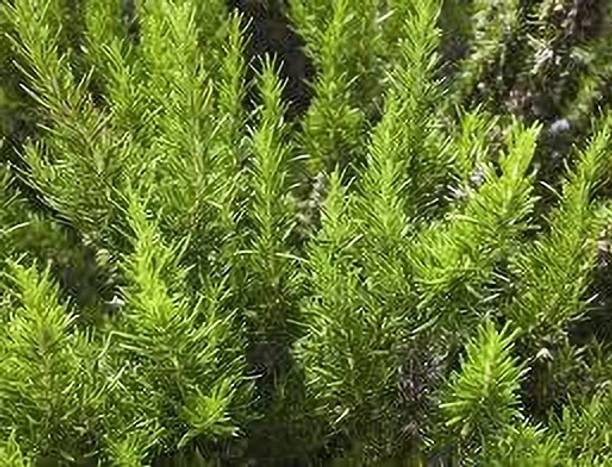 SKDIYA Rosemary Plant