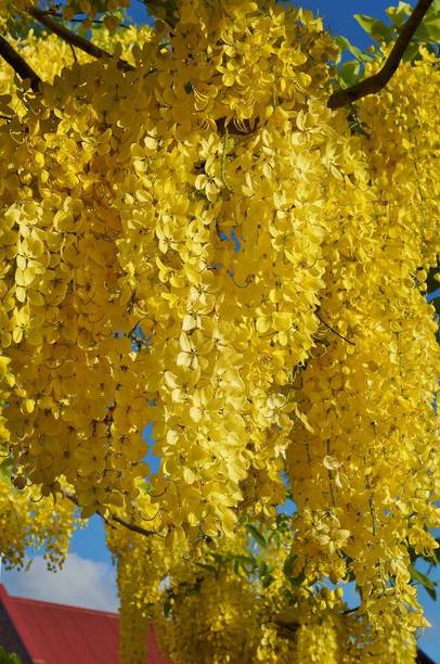MiracleGarden Thryallis Golden Shower Plant