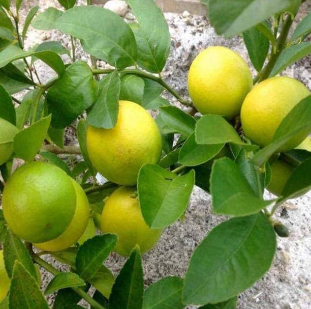 GreenLife Lemon Plant