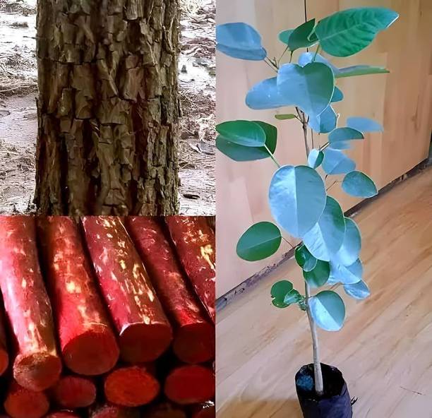 fuegoasiss Red Sandalwood Plant