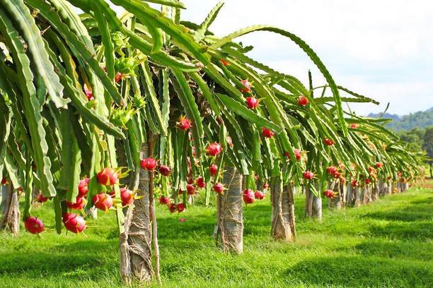 Cloud Farm Dragon Tree