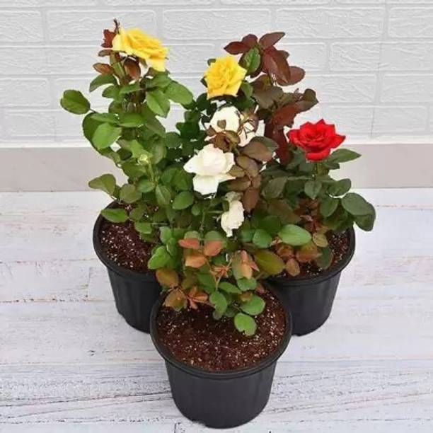 PlantsEarth Rose Plant
