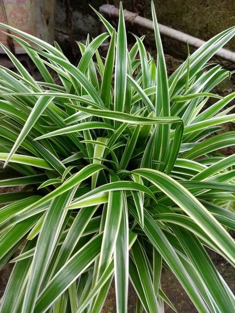 DEY CRAFT Spider Plant