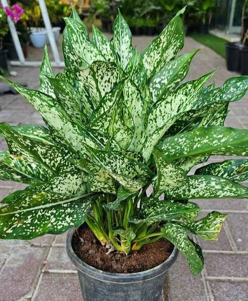 RITA ENTERPRISE Aglaonema Plant