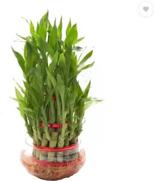 BebyTree Money Plant