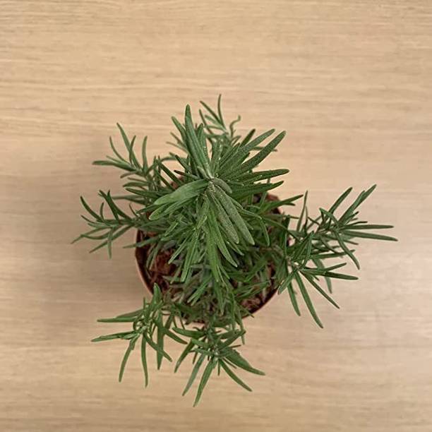 PetalPath Rosemary Herb Plant