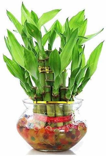 GIRISHA TRADERS Two Layer Bamboo Plant