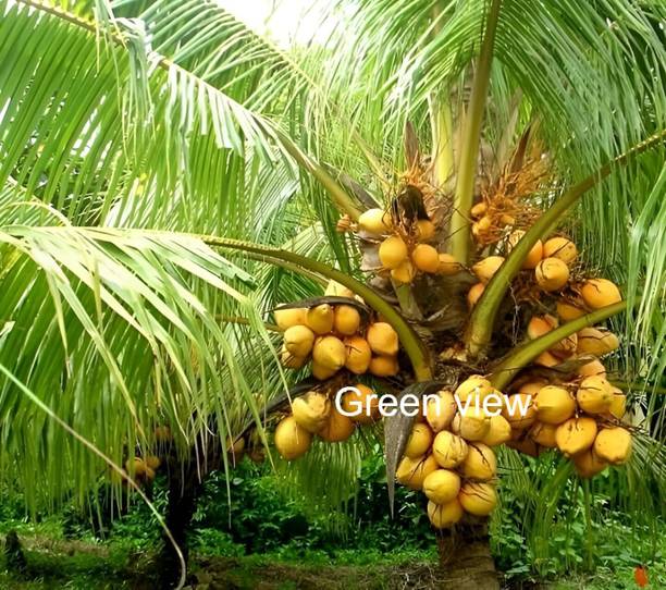 Green view Coconut Plant