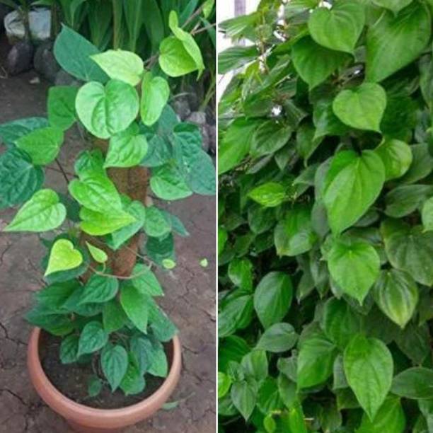 Greenery Nursery Betel Leaf Plant