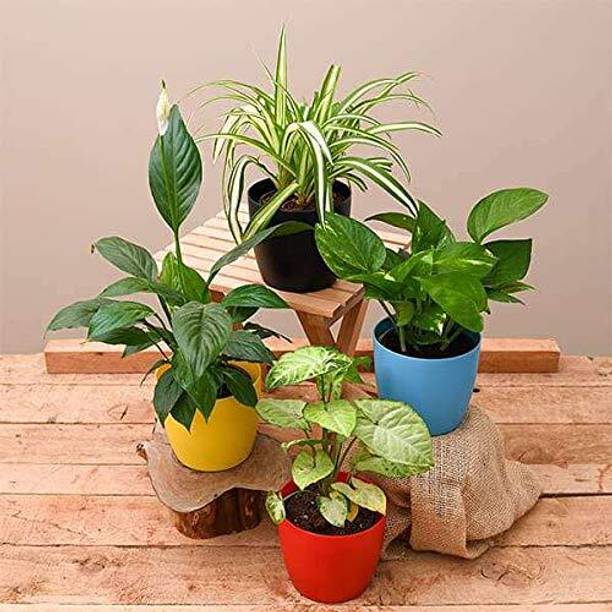 Dishita Go Green Money Plant, Peace Lily Plant, Spider Plant, Syngonium Plant
