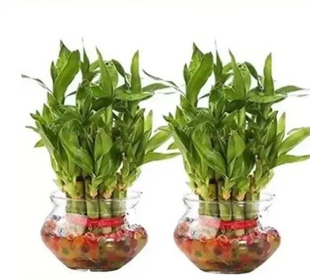 Gabbro Two Layer Bamboo Plant
