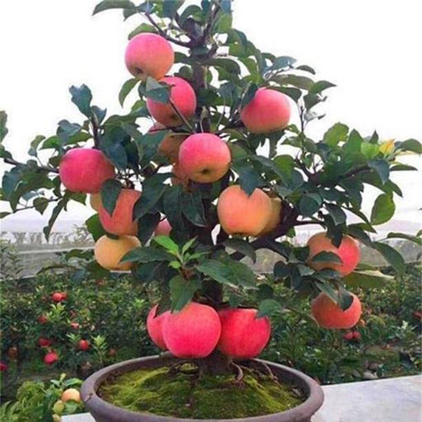 प्लांटनेचर सेब का पौधा पौधा