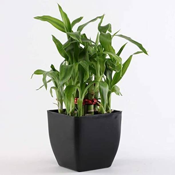 Flora Solutions Two Layer Bamboo Plant