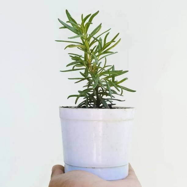 Aestheticplant Rosemary Herb Plant