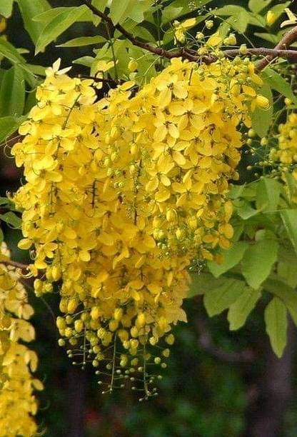 MiracleGarden Thryallis Golden Shower Plant
