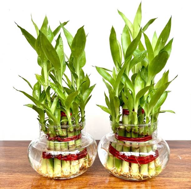 Gabbro Two Layer Bamboo Plant