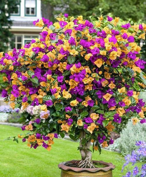 Barnaby Baugainvillea Plant