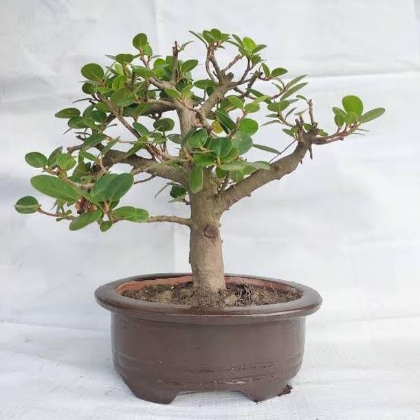 NATURE ECOSPROUT Ficus Bonsai Plant