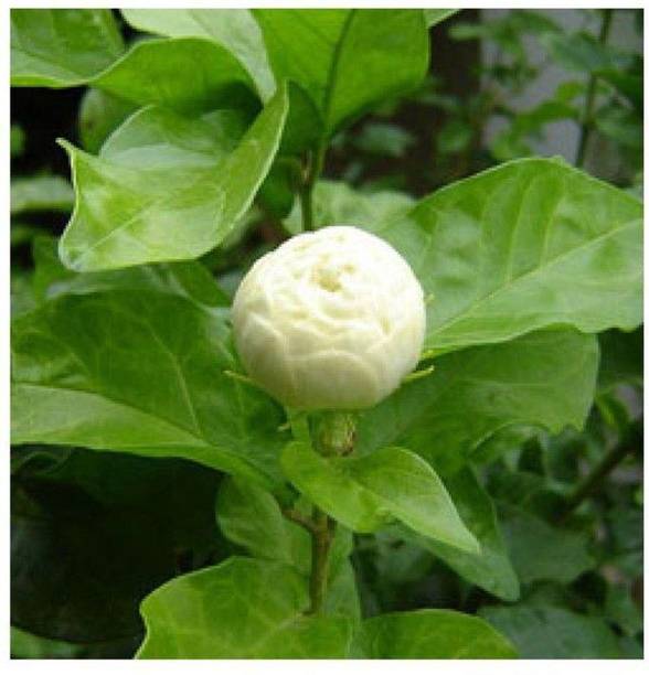 GREENCITY Jasmine Plant