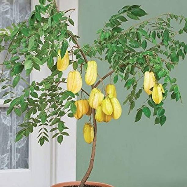 GLORIOSASITE Star Fruit Plant